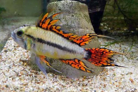 Apistogramma cacatuoides - Triple Red