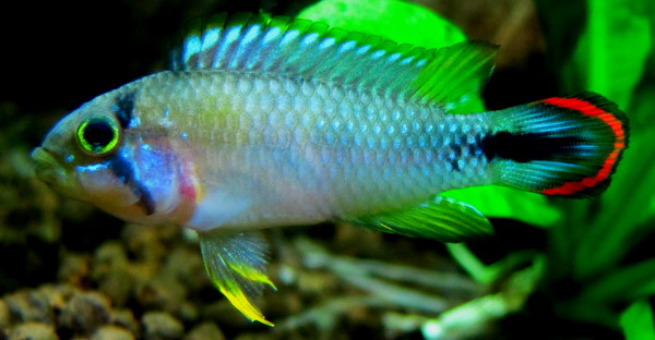 Apistogramma panduro