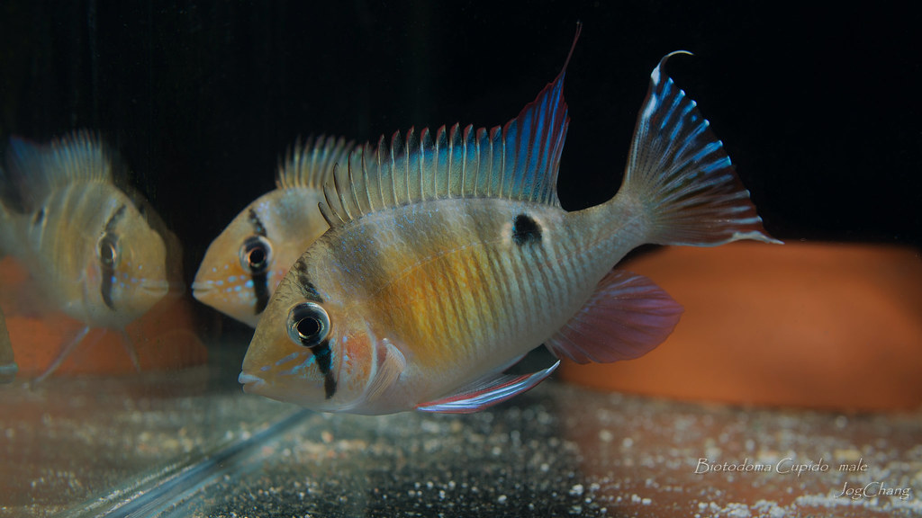 Biotodoma cupido - Cupid Cichlid