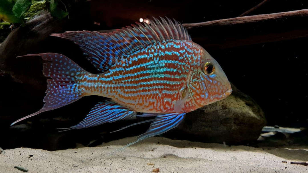Geophagus sveni - Rio Araguaia Sven