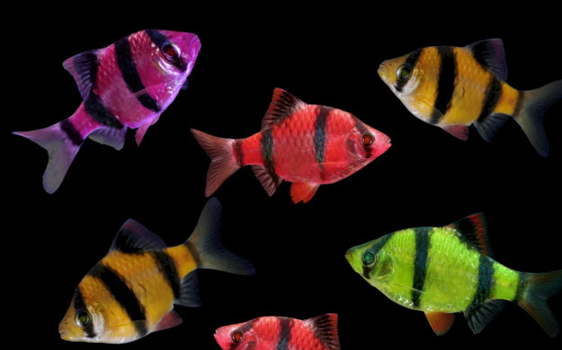 Puntigrus tetrazona var. - GloFish Tiger Barb