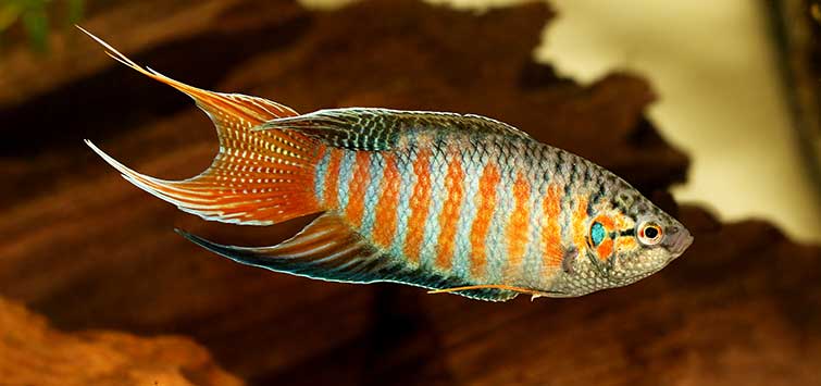 Macropodus opercularis