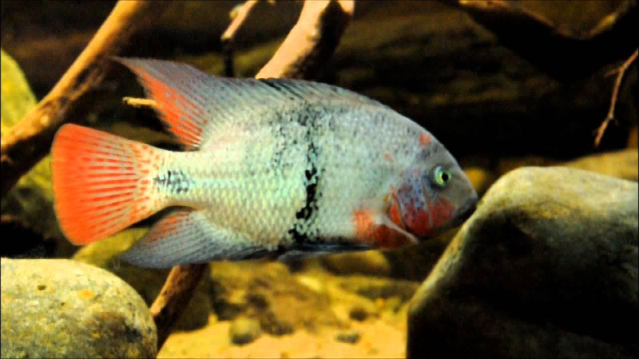 Paraneetroplus maculicauda - Black Belt Cichlid