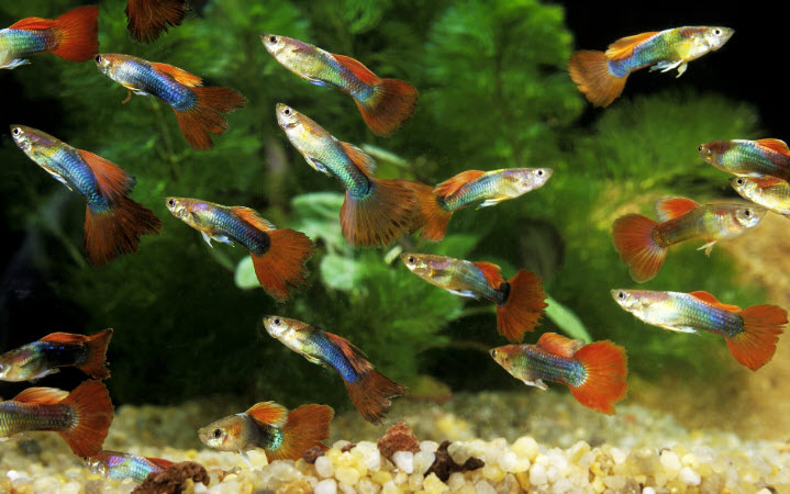 Poecilia reticulata - Assorted Guppy (Male/Female)