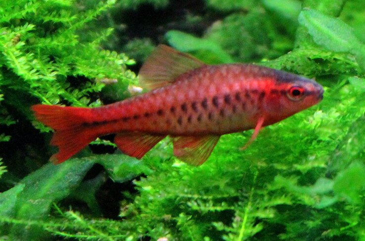 Puntius titteya - Cherry Barb