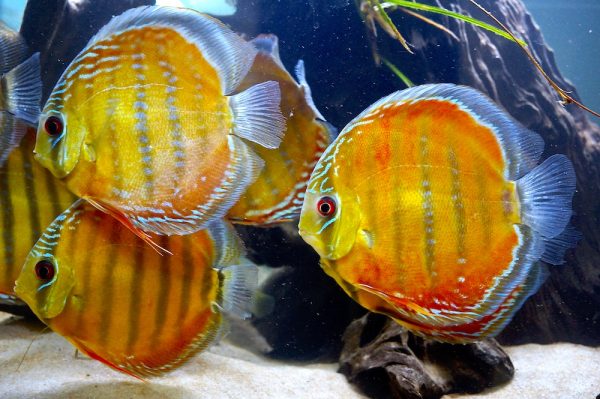 Symphysodon aequifasciatus - Red Cuipeuá