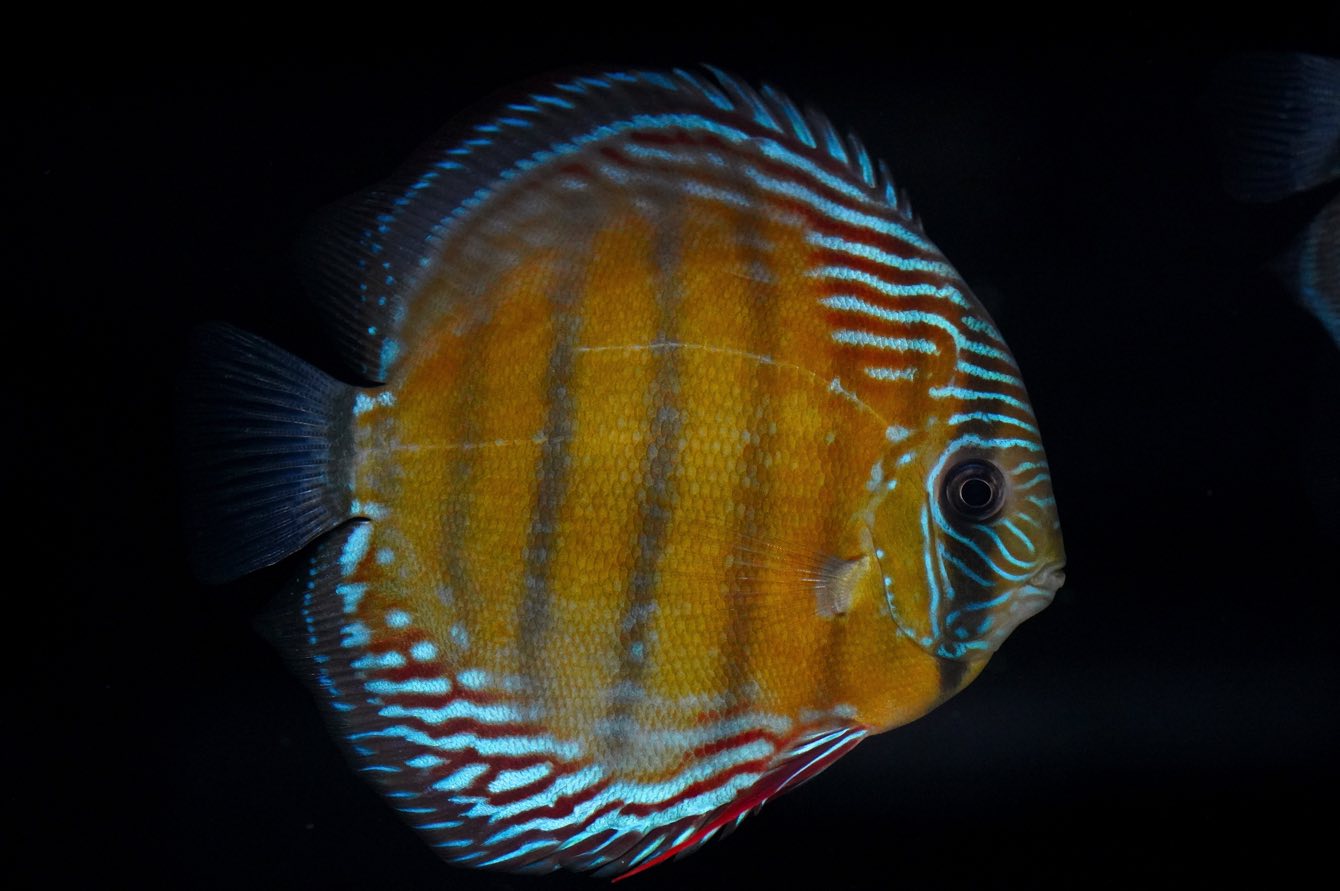 Symphysodon aequifasciatus - Red Trombetas