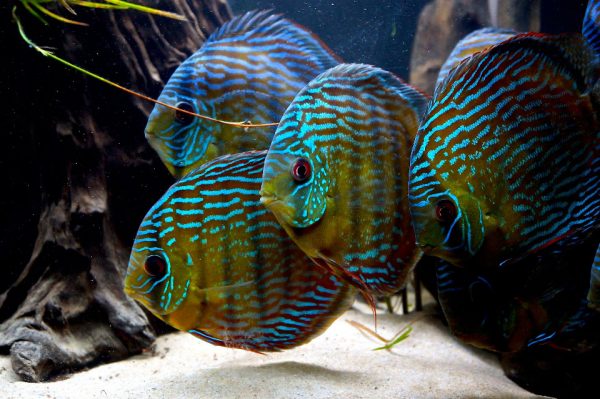 Symphysodon aequifasciatus - Royal Trombetas