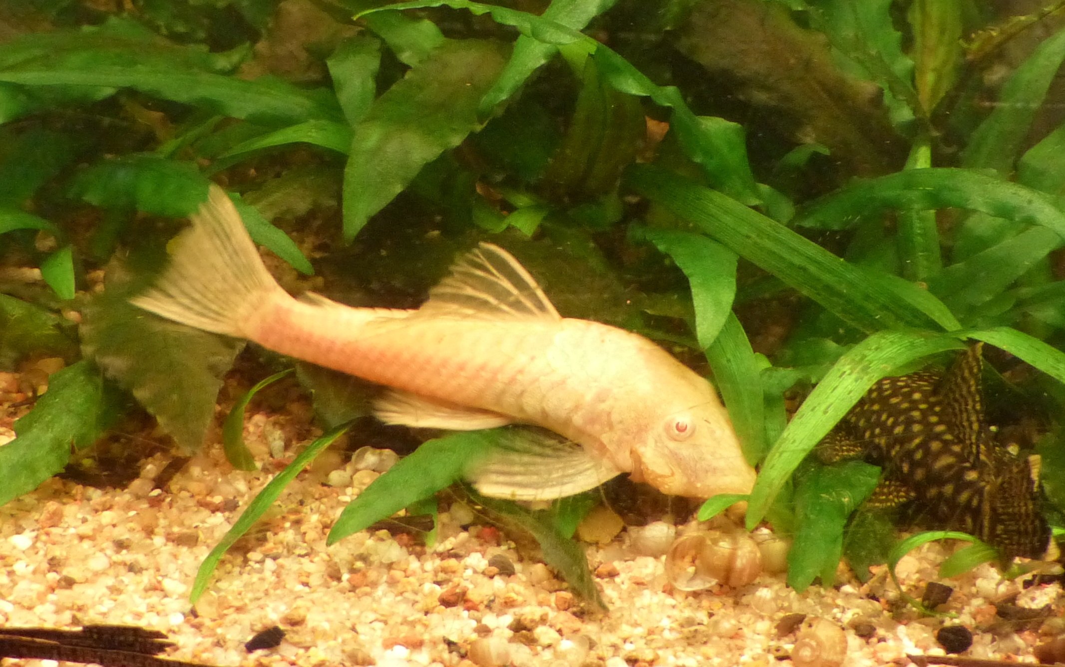 Ancistrus sp. L-144 Gold - Short Fins Albinos