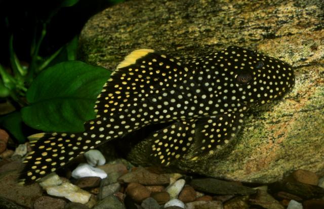 Baryancistrus xanthellus L-018 - Gold Nugget