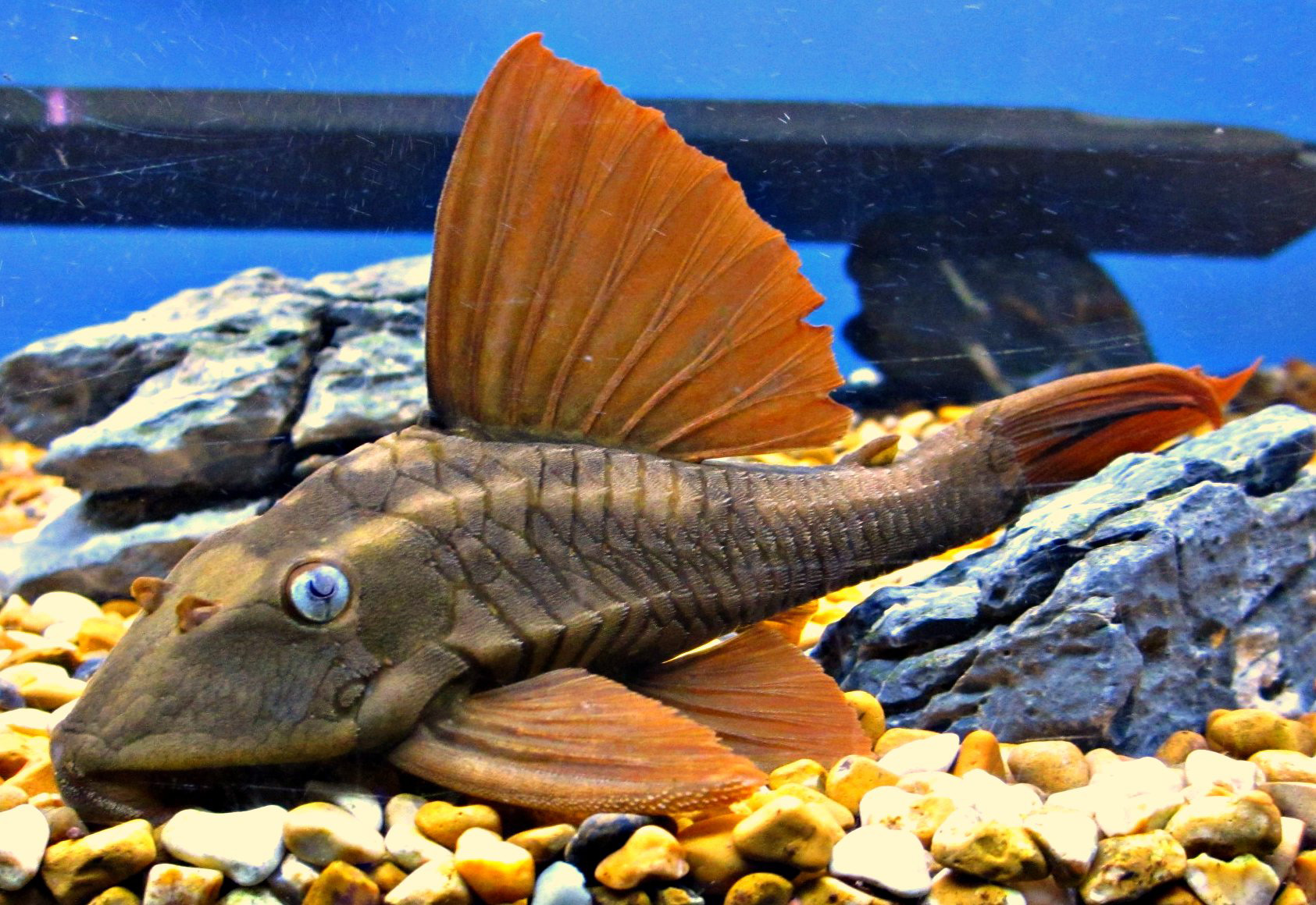 Hypostomus soniae L-137 - Blue-Eyed RedFin