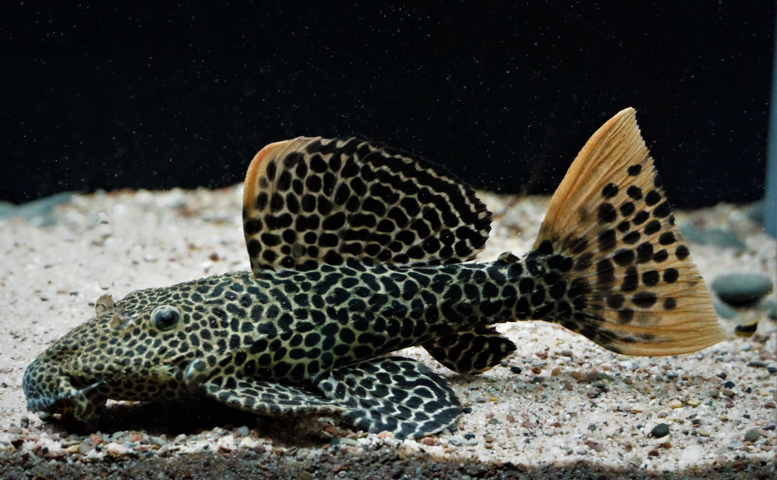 Pseudacanthicus leopardus L-114 - Demini Leopardus