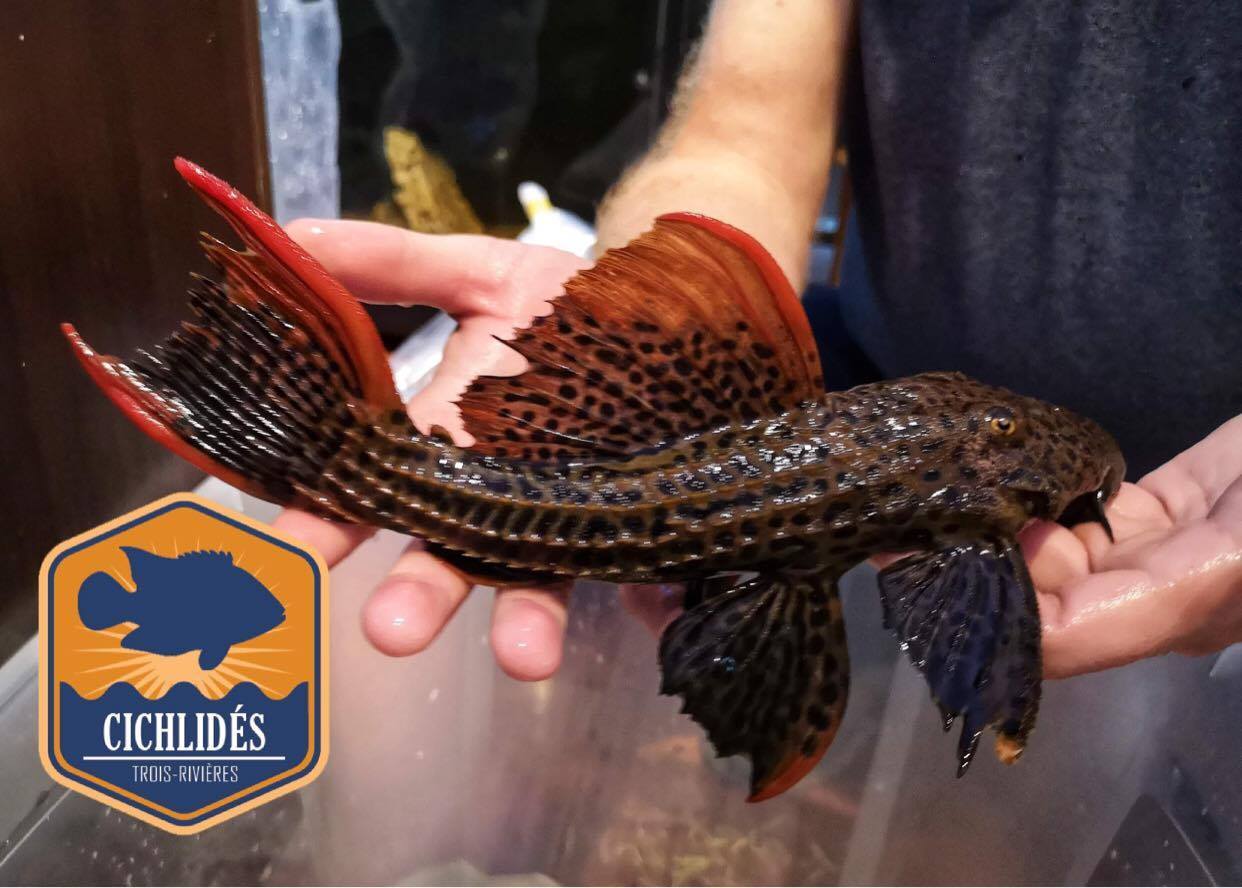 Pseudacanthicus pirarara L-025 - Scarlet Cactus