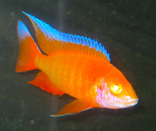 Aulonocara Fire Red - Albinos