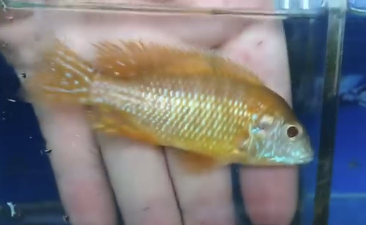 Aulonocara sp. Turkis var. - Albino
