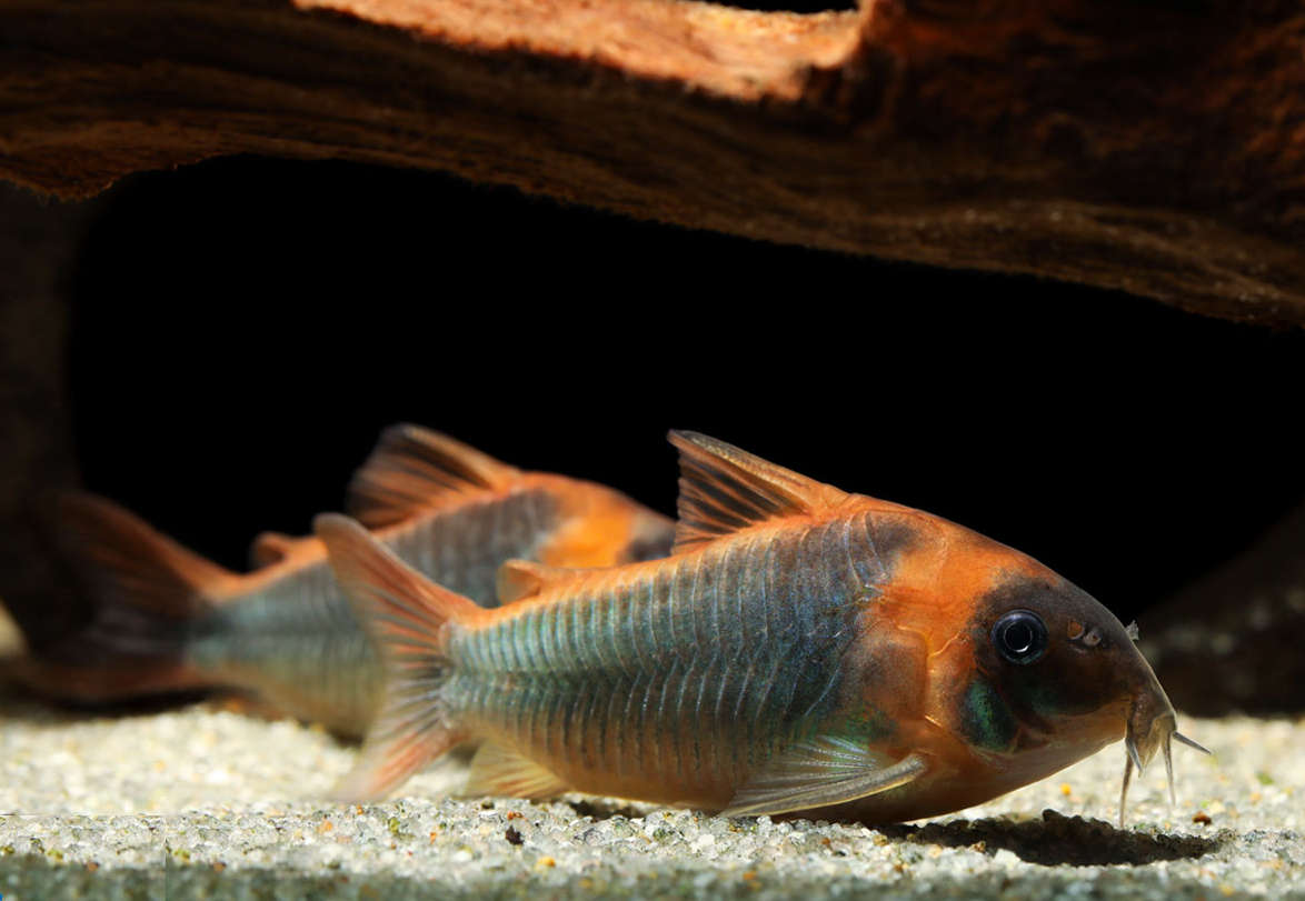 Osteogaster eques - Horseman Cory (Corydoras eques)