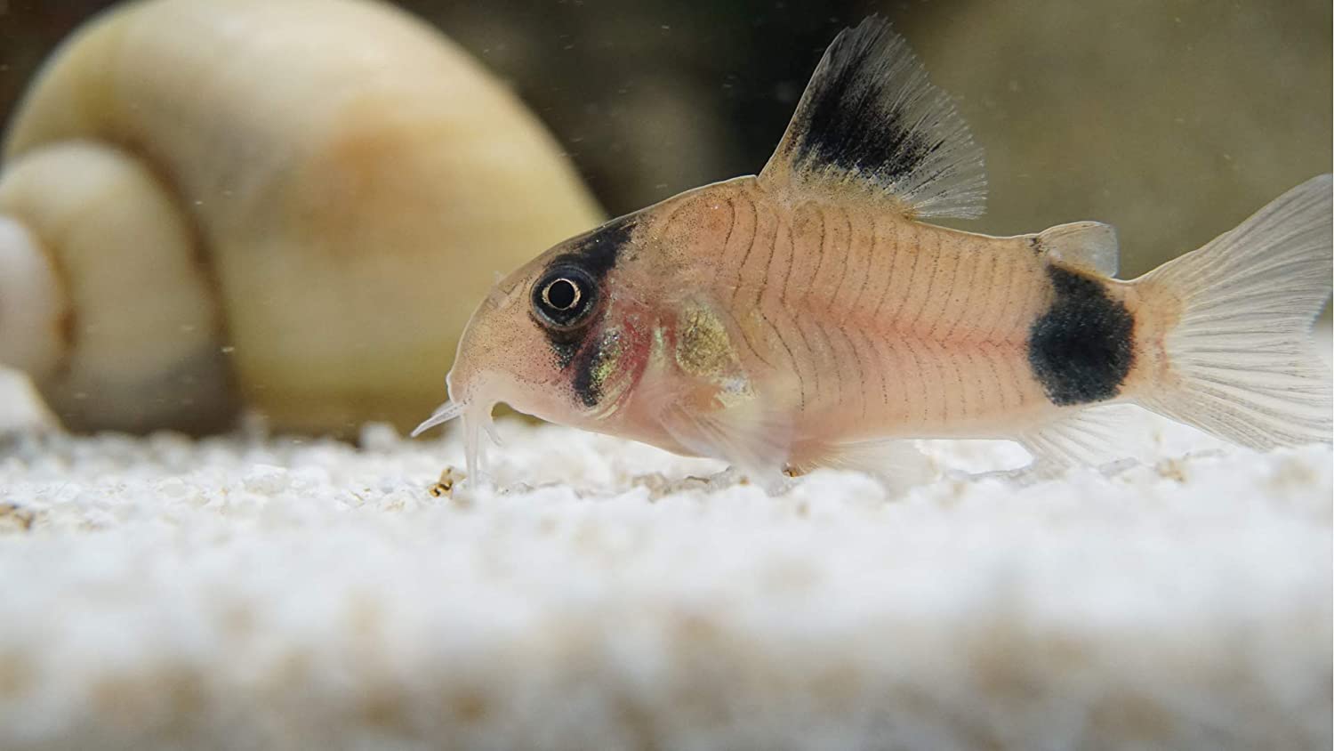 Hoplisoma panda - (Corydoras panda)