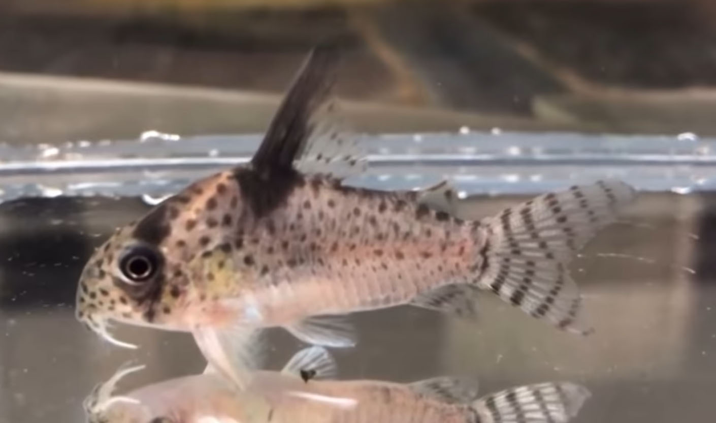 Corydoras Rondonia C43 - Rondonia VIII