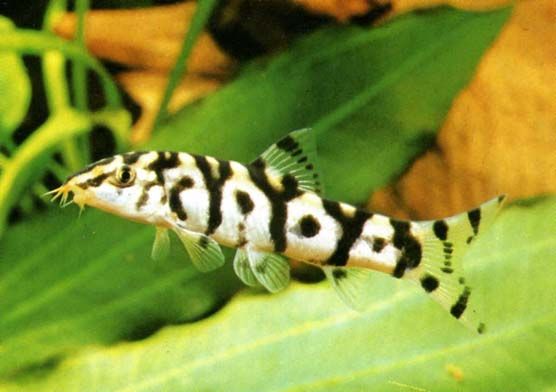 Botia almorhae - Pakistani (Yoyo) Loach