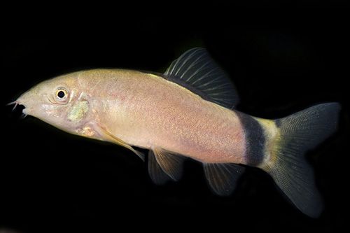 Yasuhikotakia morleti - Skunk loach