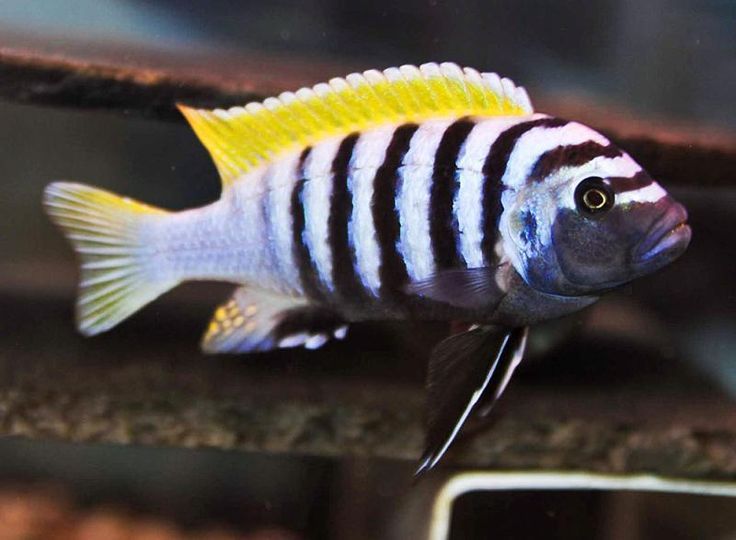 Cynotilapia Afra Zebroides - Jalo Reef