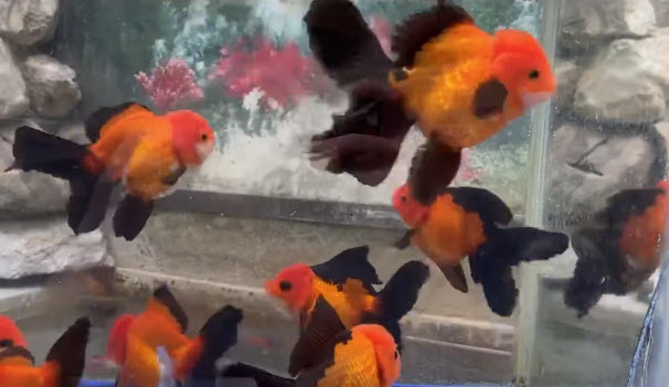 Carassius aureatus - Apache Red & Black Oranda