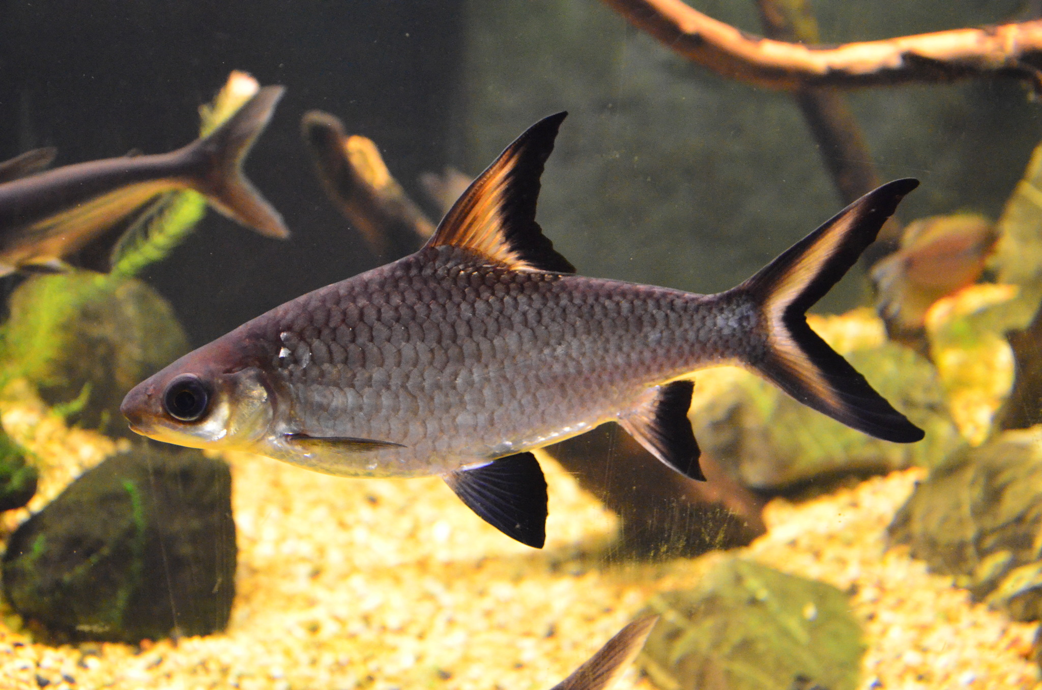 Balantiocheilos melanopterus - Bala Shark