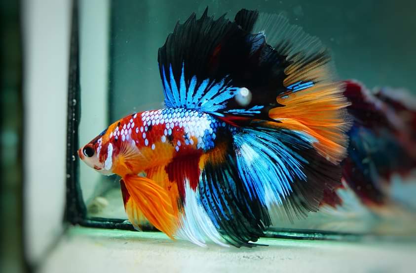 Betta splendens - Nemo Candy/Galaxy Koï ou Halfoon/Plakat