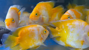 Cichlasoma var. Yellow & White - Yellow & White Parrot