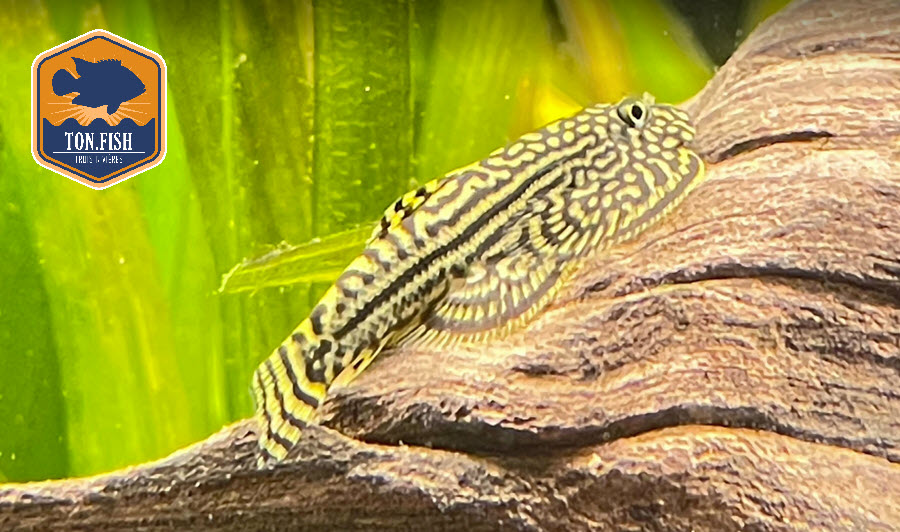 Gastromyzon lineolata - Sewellia / Borneo Loach