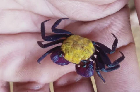 Geosesarma dennerle sp. Sunshine - Sunshine Vampire Crab