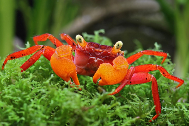 Geosesarma notophorum - Mandarin Vampire Crab