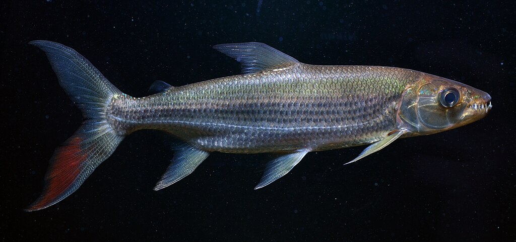 Hydrocynus goliath - Goliath Tigerfish