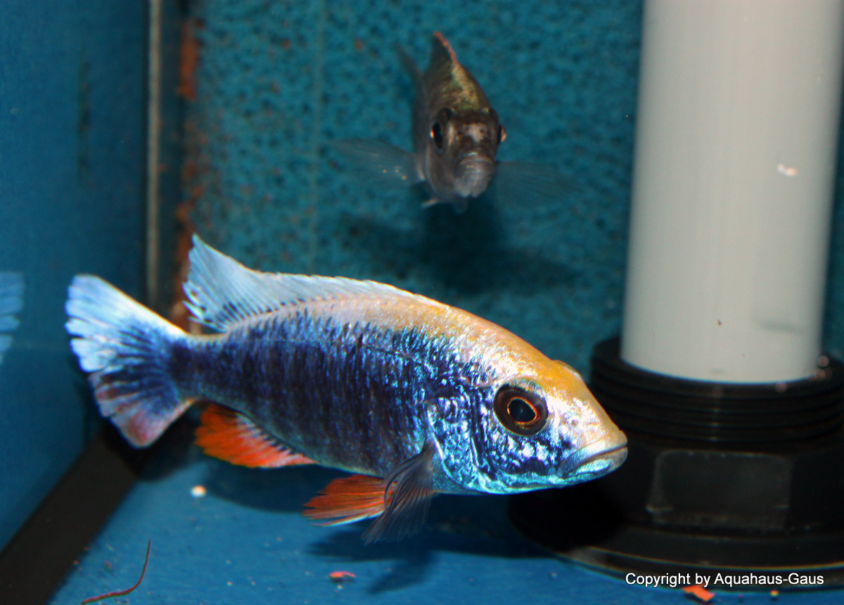 Sciaenochromis fryeri sp. Multicolor
