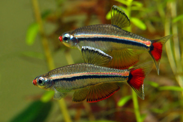 Tanichthys micagemmae - Vietnamese White Cloud Danio
