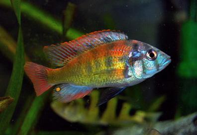Astatotilapia sp. 35 Tomato - Tomato Hap