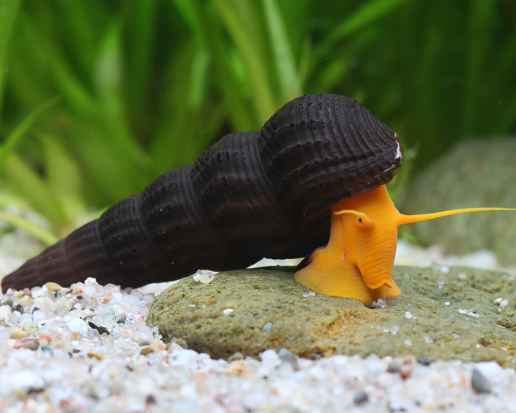 Tylomelania gemmifera - Golden Rabbit Snail