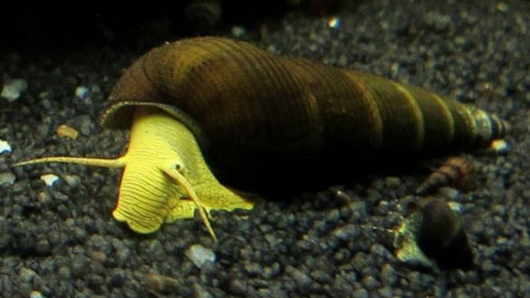Tylomelania sarasinorum - Poso Yellow Rabbit Snail