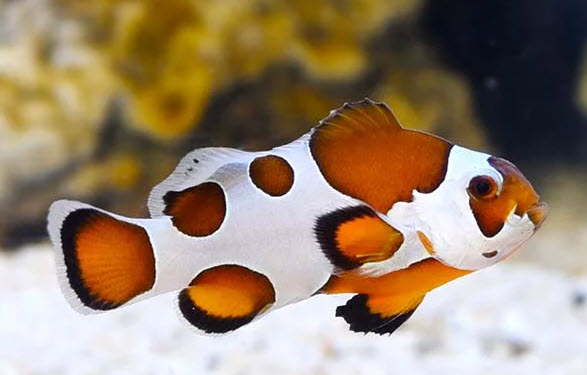 Amphiprion ocellaris - Da Vinci / Gladiator Clownfish