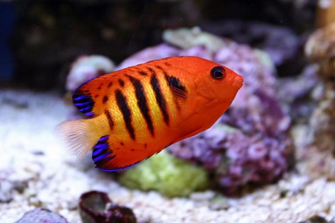Centropyge loriculus - Flame Angelfish