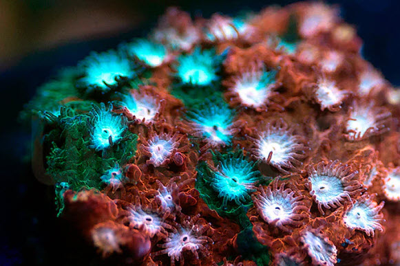 Fender Bender Cyphastrea