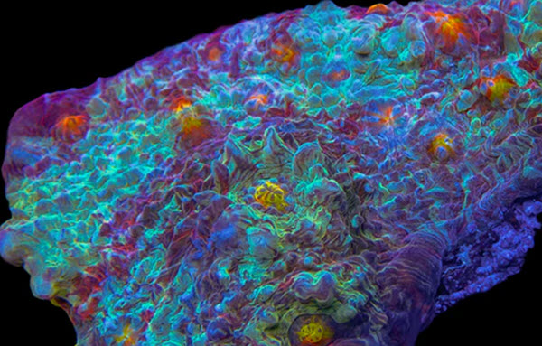 Peppermint Chalice Colony