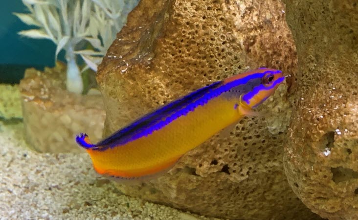 Pseudochromis aldabraensis - Neon Dottyback